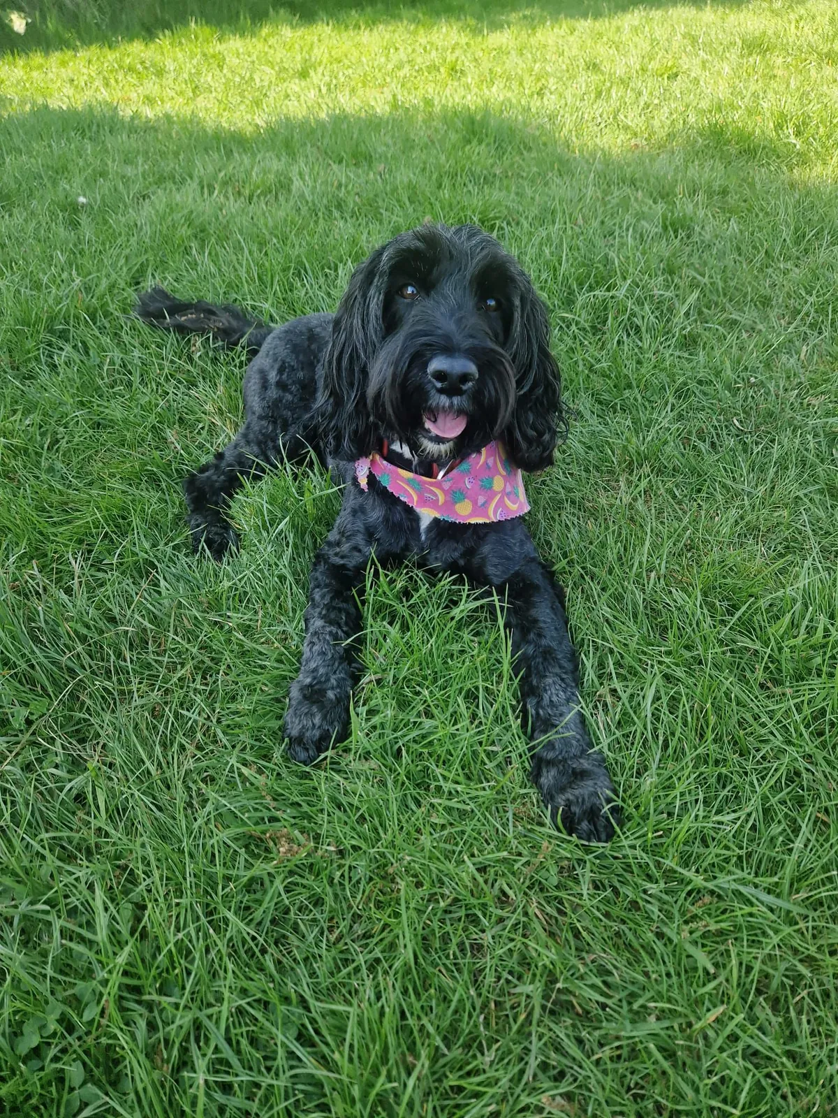 A black rescue dog wearing a colourful bandana resting on the grass