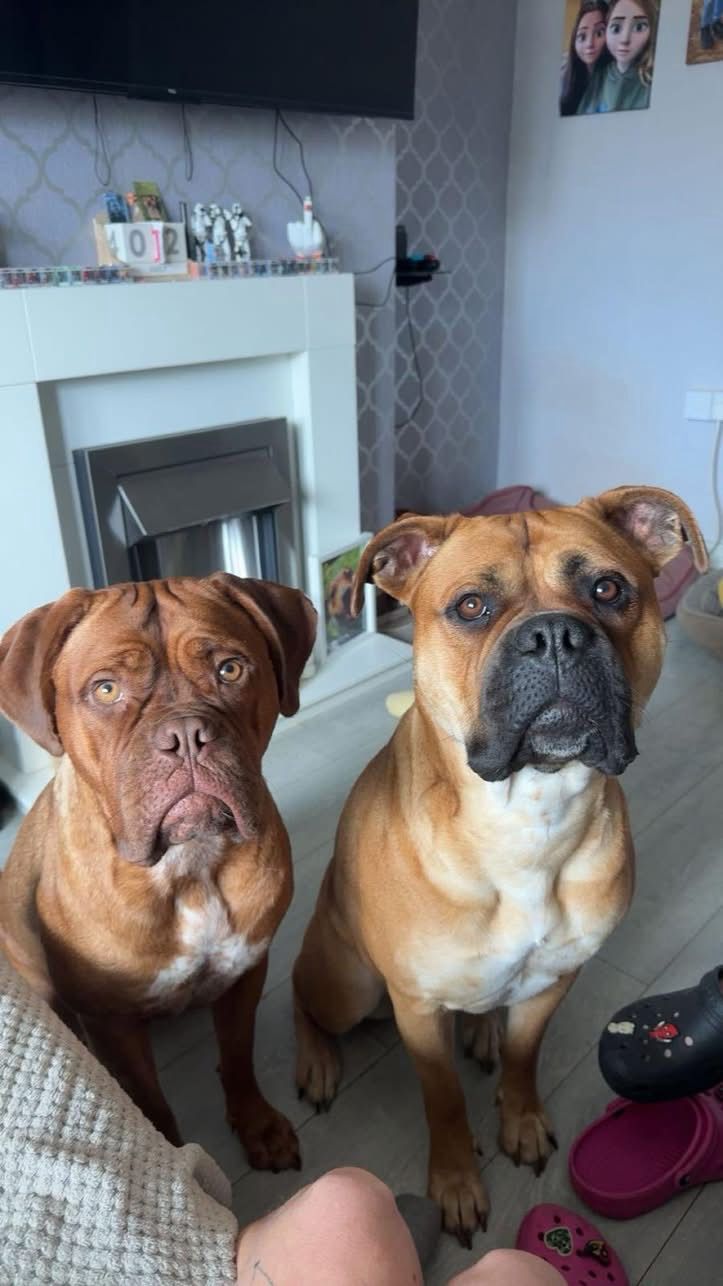 Two brown dogs sitting side by side in a living room