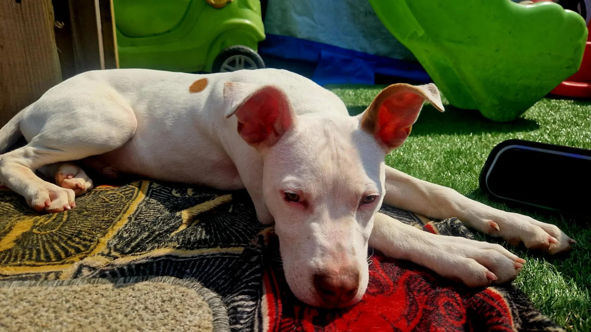 Ozzy, Staffy  cross