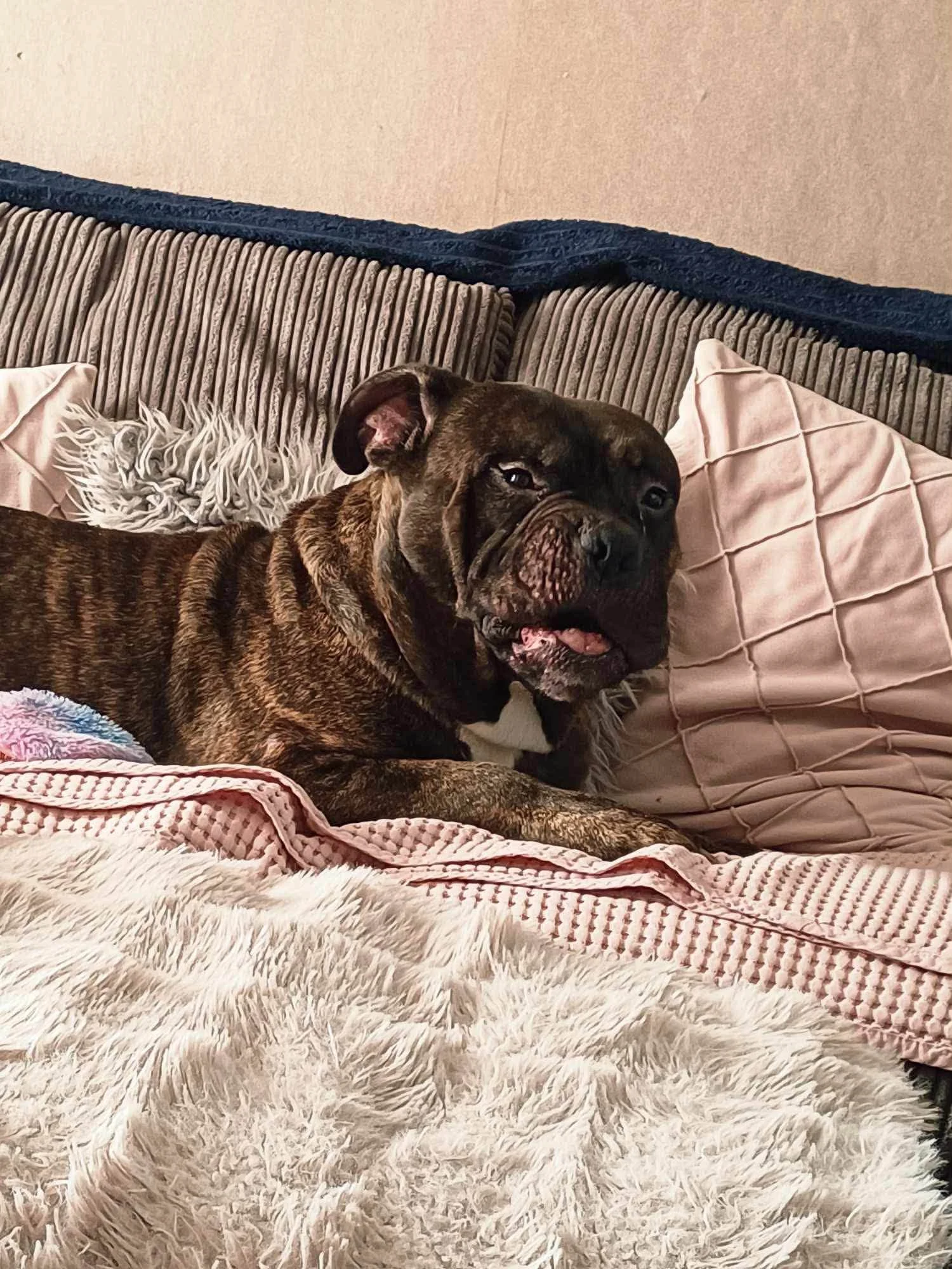 Kingston, American bulldog cross