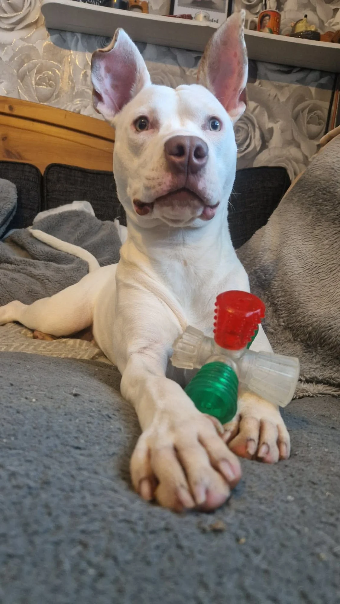 Ozzy — photograph 2