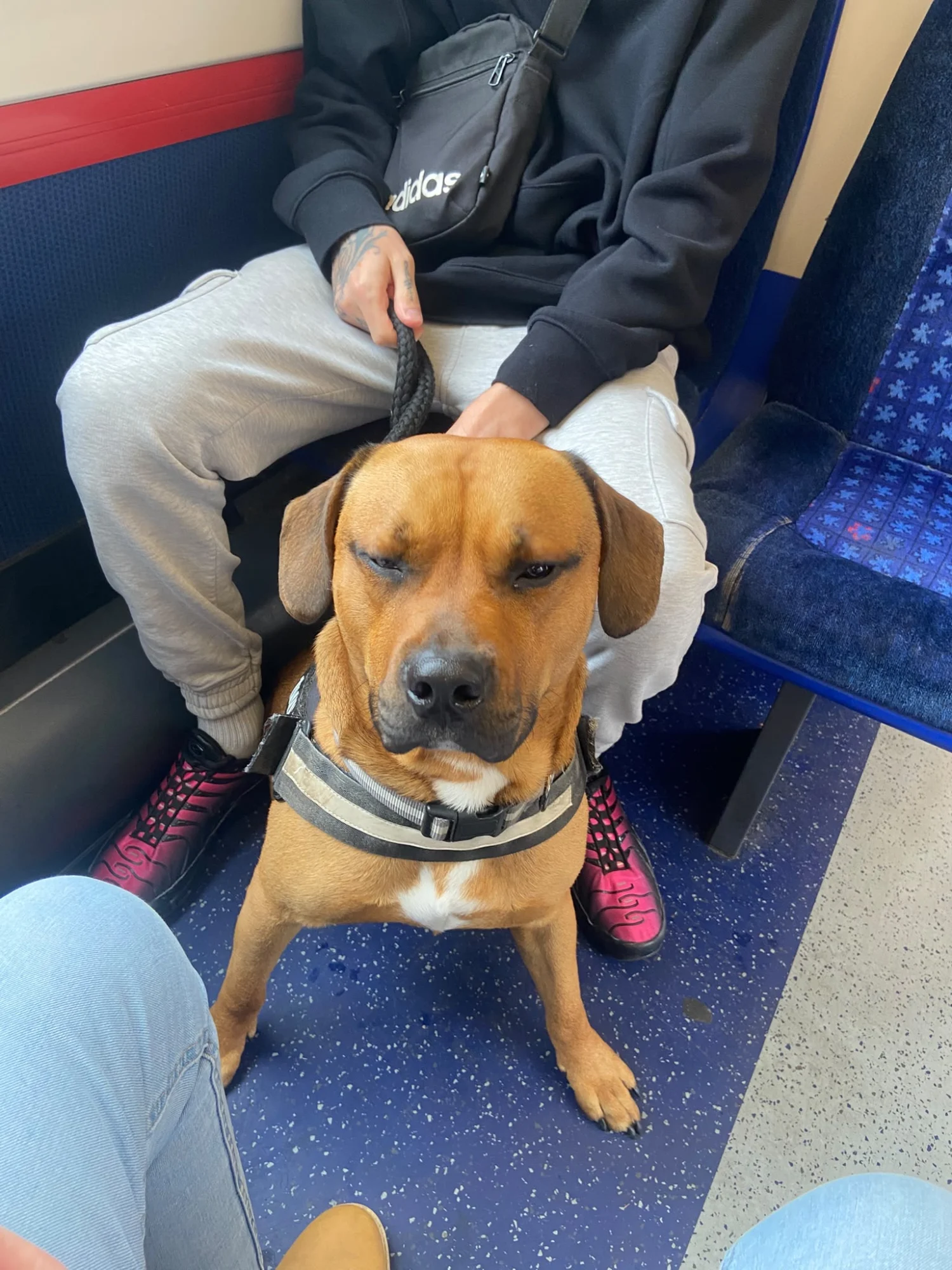Dog on train journey