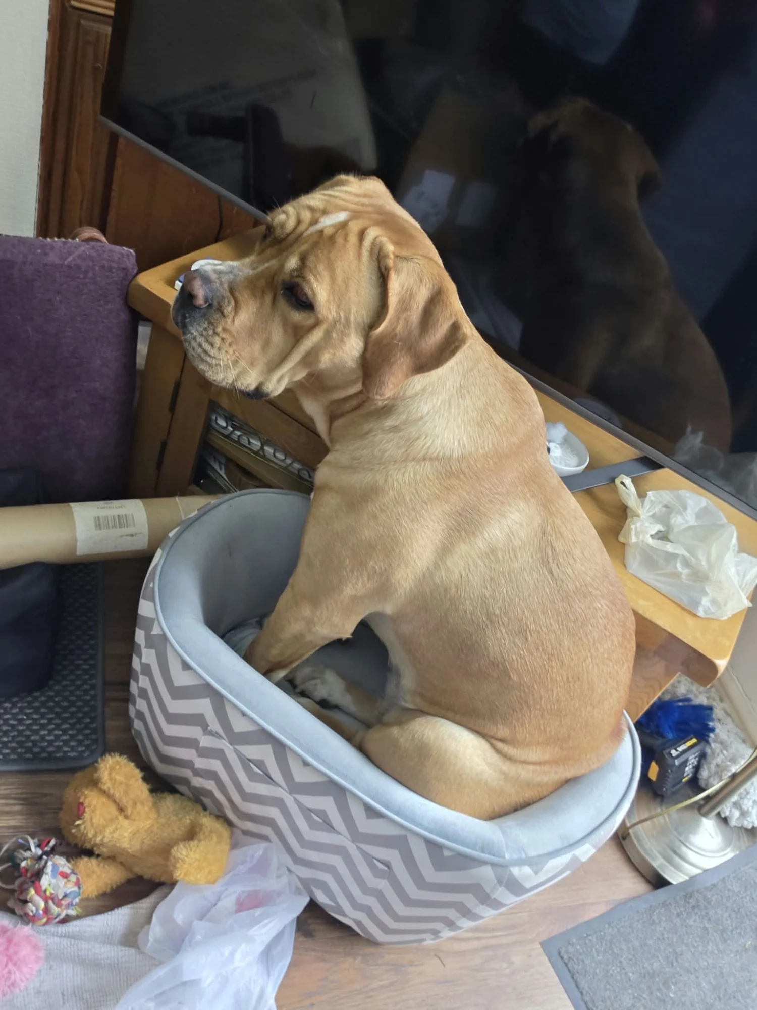 Cass will fit anywhere even if she does have her own armchair 💕