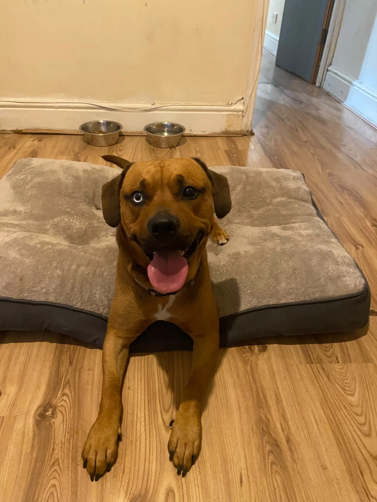 Benson / Benny, Staffy cross