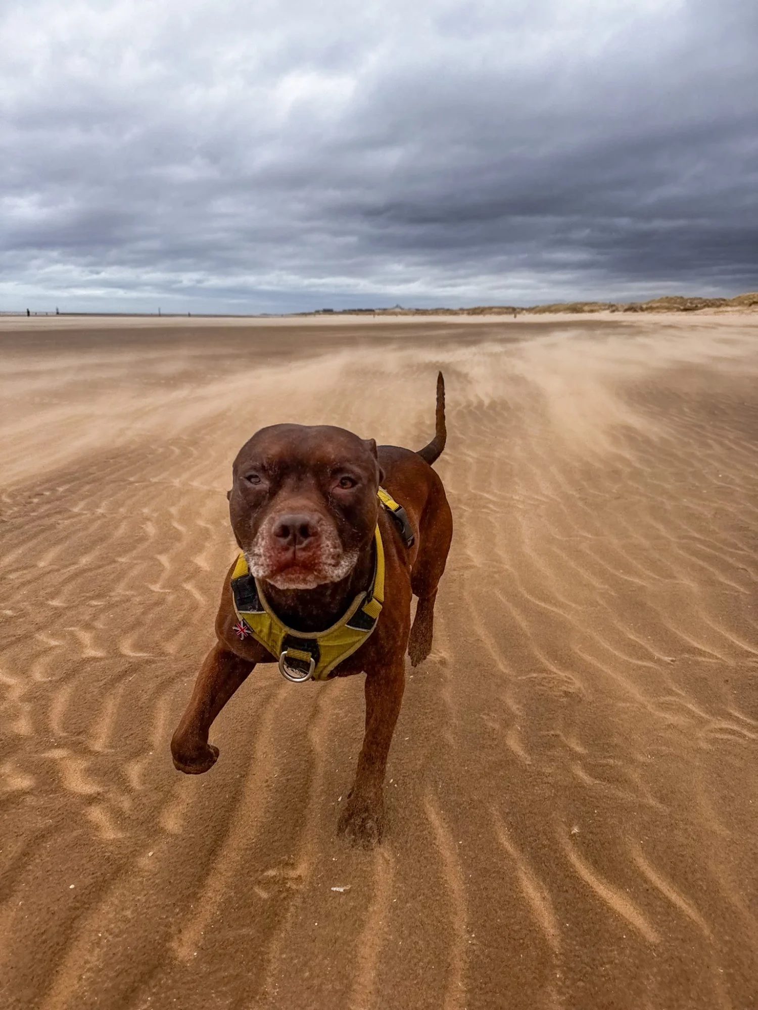 Todd, Staffy cross