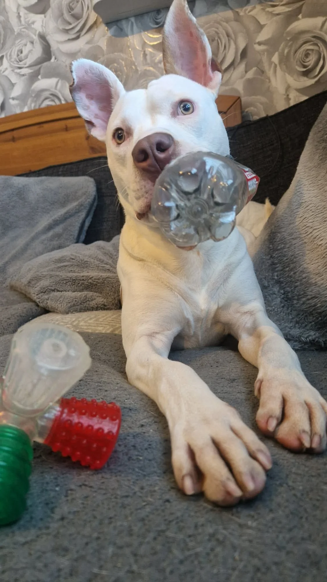 Ozzy — photograph 3