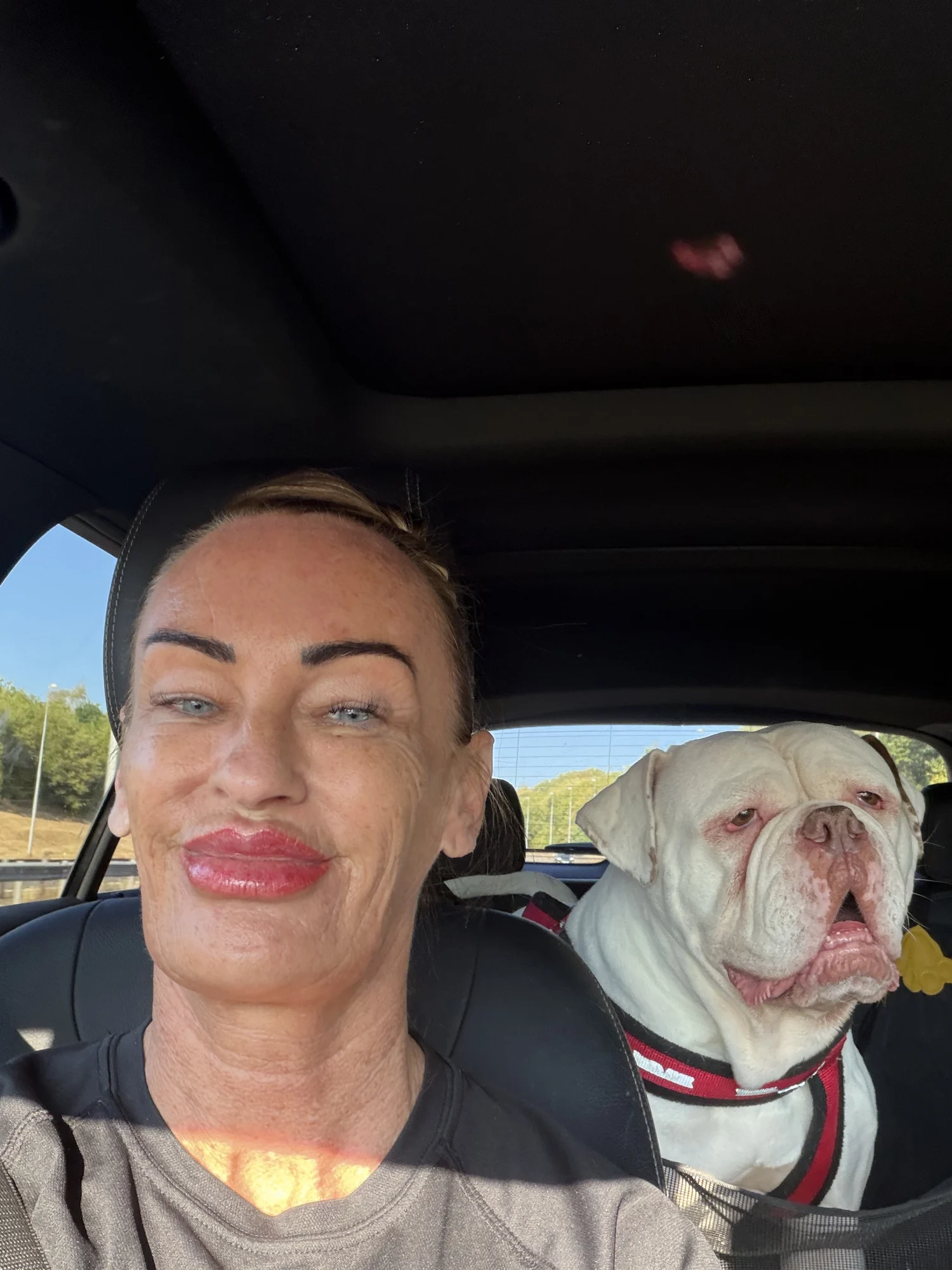 Dog safely fastened into car going to forever home