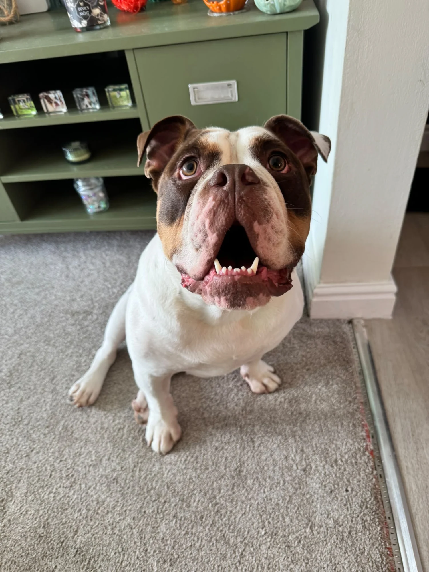 Posing after his groom at the professional groomers