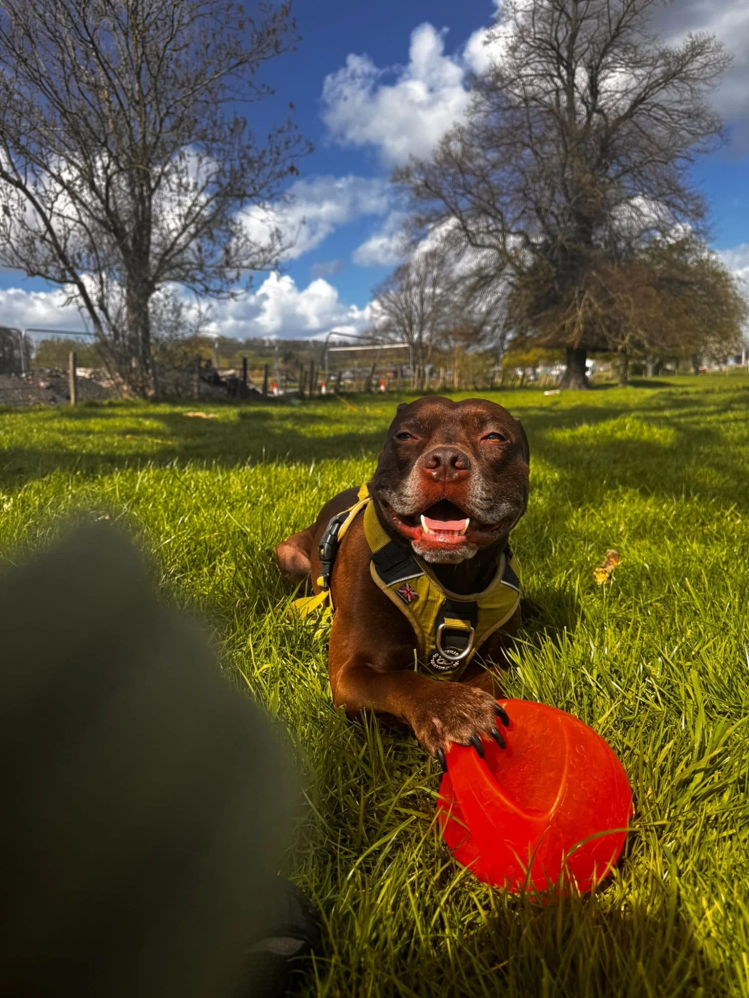 Todd — photograph 2