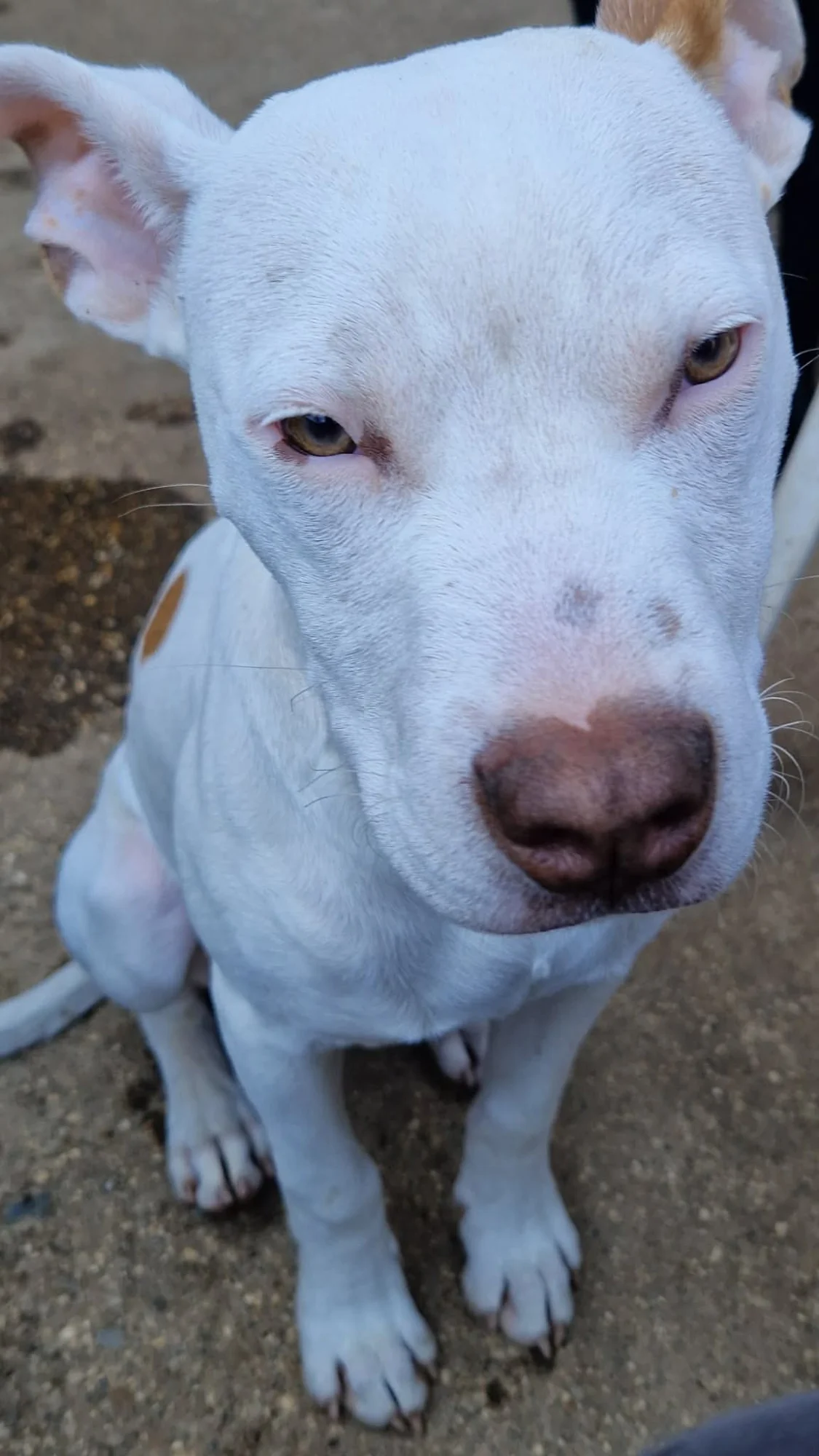 Ozzy — photograph 4