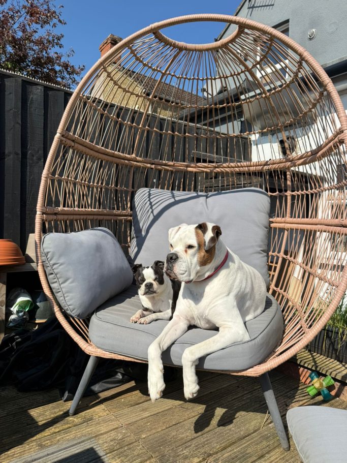 Two dogs relaxing together on a large, cushioned chair in a garden.