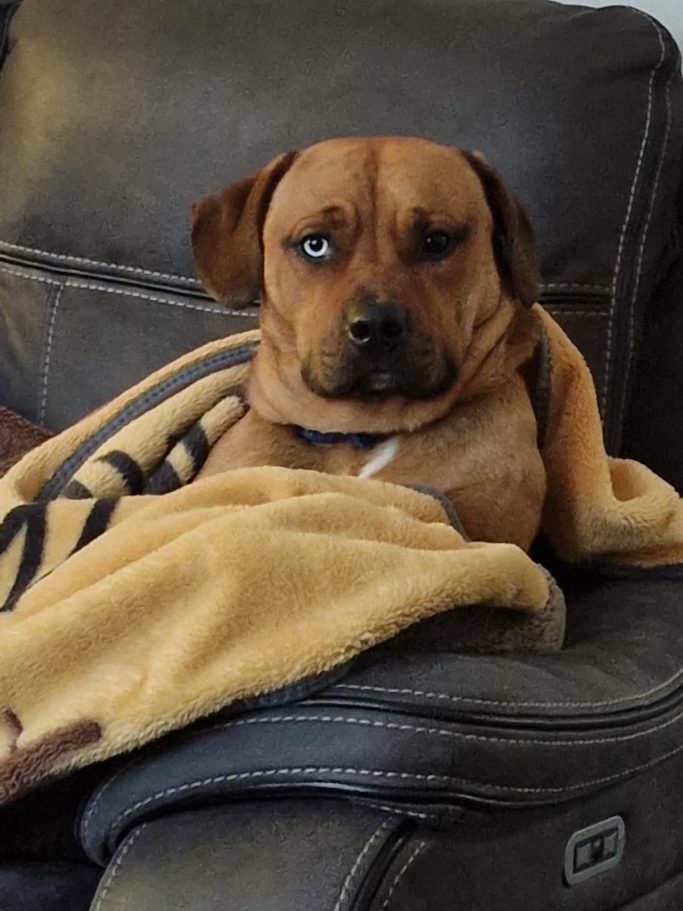 A relaxed dog with a displeased expression, wrapped in a blanket on a couch.