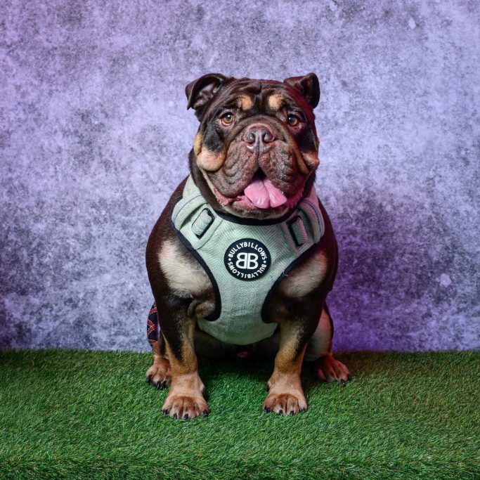 A brown and black dog wearing a green harness, sitting on grass against a textured backdrop.