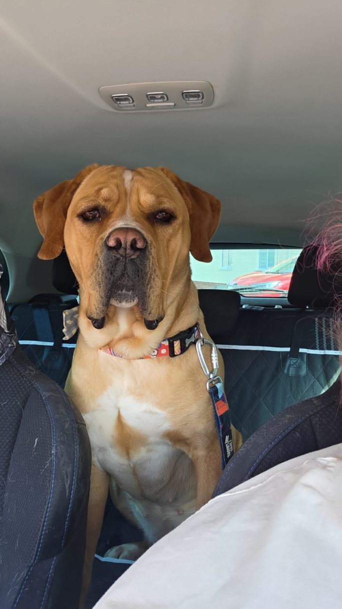 A large dog sitting in the back seat of a car, looking forward.