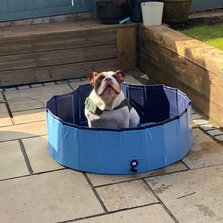 A dog sitting in a blue playpen on a patio with stone tiles.