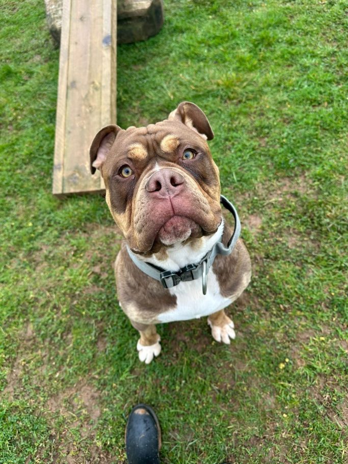 A brown and white dog sits on grass, looking up curiously.